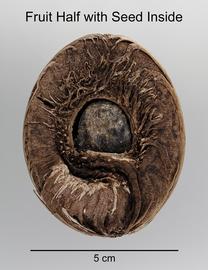   Fruit, seed:   Cerbera odollam,nbsp; cross-section of pyrenenbsp;exposing seed; Photo by D. Walters and L. Seastone, USDA APHIS PPQ, imageID.idtools.org
